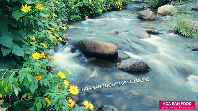 Mật Ong Hoa Cúc Quỳ | HOA BAN FOOD